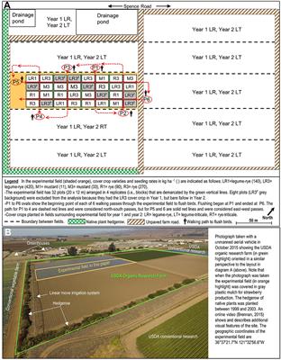 Sparrow Preferences for Winter Cover Crops in California's Central Coast